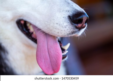 shutterstock nose labrador close