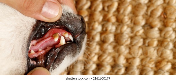 2 726件の 犬 虫歯 の写真素材 画像 写真 Shutterstock