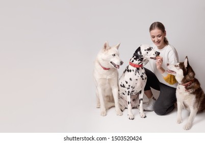 Dogs Trainer, Woman, Among Her Three Dogs, Dalmatian And Siberian Husky Isolated On White Background. Trainer Instructing Dogs New Teams. Dog Training Courses Concept