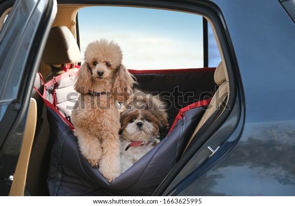 Dogs\
traveling in a car seat the back seat of a\
car.