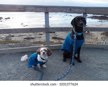 The Dogs Visiting The Elephant Seals In San Simeon Wearing Their Matching Sweaters To Keep Warm