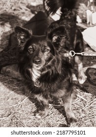 Dogs In Warsaw, Vistula River