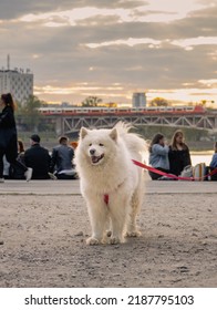 Dogs In Warsaw, Vistula River