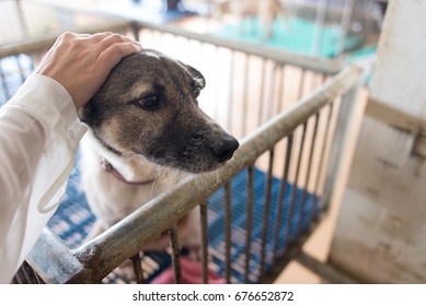 Dogs With Weak Legs, Brown Eyes, Poor Eyes, Sympathy, Just Want To Touch Human. To Increase The Warmth In The Exhausted Heart. In Pakkret Disabilities Disability Foundation In Thailand.