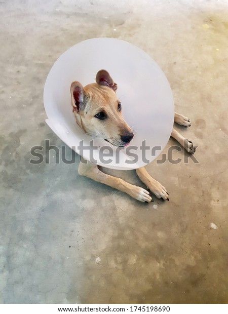 Dogs wear head covers to prevent licking the\
wound. The dog in the picture was hit by a car, resulting in\
surgery and a splint in the leg. To prevent licking of dog wounds\
Which may cause an\
infection