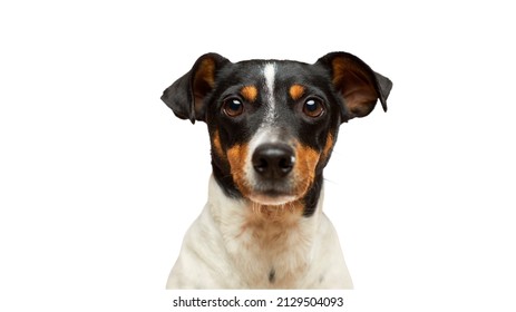 1,466 High Resolution Dog Stock Photos, Images & Photography | Shutterstock