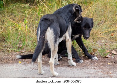 Dogs Who Live In Chernobyl, Near The Exploded Nuclear Power Plant Station, Dogs In Pripyat