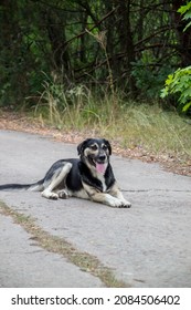 Dogs Who Live In Chernobyl, Near The Exploded Nuclear Power Plant Station, Dogs In Pripyat