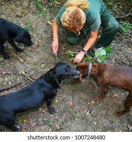 Dogs And Woman Searching For Truffles, Istria, Croatia