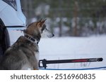 Dogs at Yukon Quest 2024 in Whitehorse with a frozen landscapes