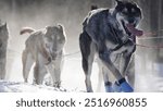 Dogs at Yukon Quest 2024 in Whitehorse with a frozen landscapes