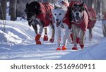 Dogs at Yukon Quest 2024 in Whitehorse with a frozen landscapes