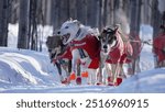 Dogs at Yukon Quest 2024 in Whitehorse with a frozen landscapes