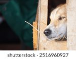 Dogs at Yukon Quest 2024 in Whitehorse with a frozen landscapes