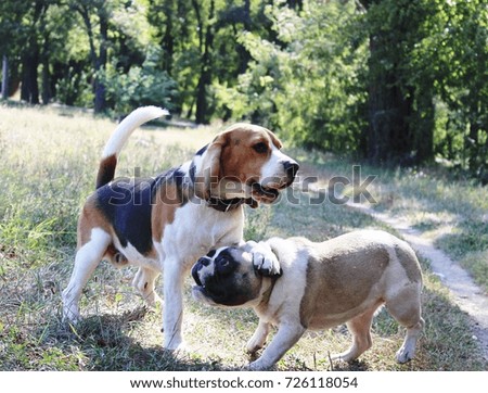 Similar – Foto Bild blonder Labrador mit Frau auf einer Lichtung