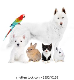 Dogs,cat, bird, rabbits - in front of a white