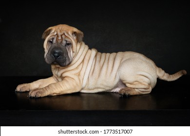Dogs.Cute puppy of the sharpey breed on a black background.Postcard.Beautiful picture