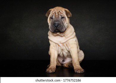 Dogs.Cute puppy of the sharpey breed on a black background.Postcard.Beautiful picture
