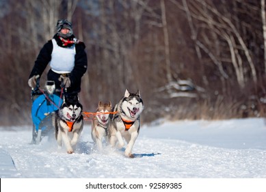 Dogsled Competition, focus on the first dog