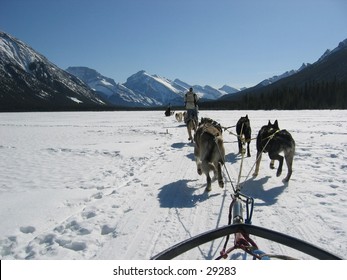 Dogsledding In The Canadian Rockies.