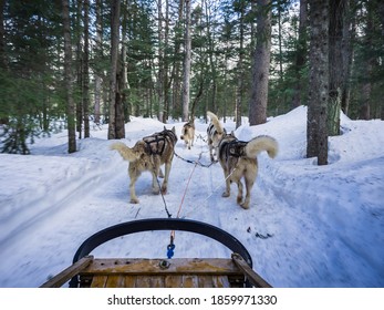 Dogsledding During Winter In Quebec