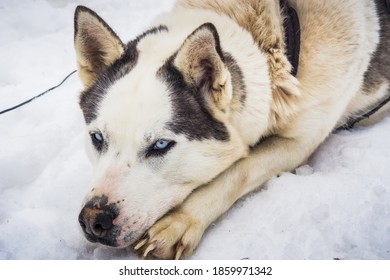 Dogsledding During Winter In Quebec