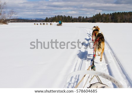 Dog-sledding on a frozen lake in winter time in Maine Stock photo © 