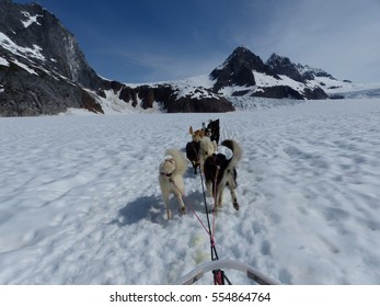 Dogsledding On Glacier In Alaska