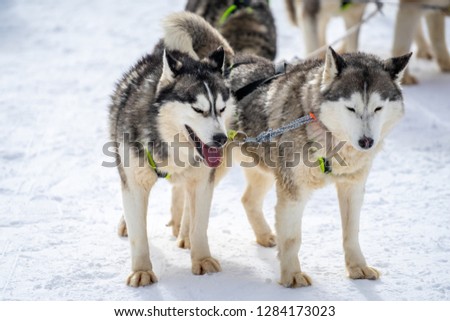 Dogsledding team in the mountain. Dog team in the ski resort ready to entertain the tourists. 