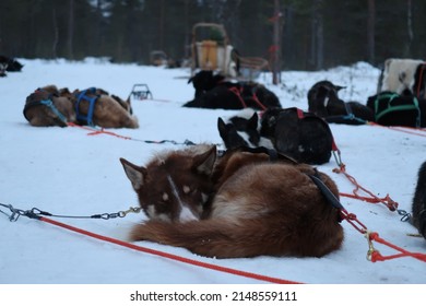 Dogsleding In The Polar Circle Near Saariselkä In Finland