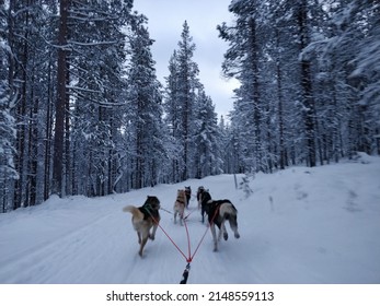 Dogsleding In The Polar Circle Near Saariselkä In Finland