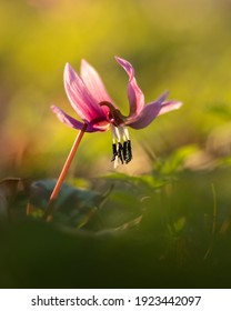 エレガント 花 の写真素材 画像 写真 Shutterstock エレガント 花 の写真素材 画像 写真 Shutterstock