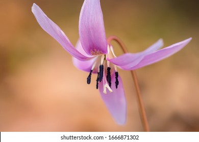 Dogtooth Violet Images Stock Photos Vectors Shutterstock