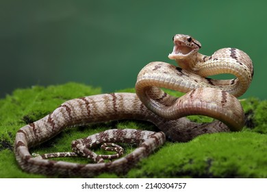 Dog-toothed Cat Snake (Boiga cynodon) is a snake endemic to South East Asia. 