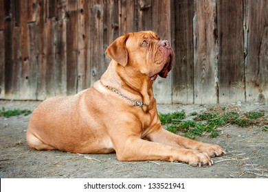 how big do female french mastiffs get