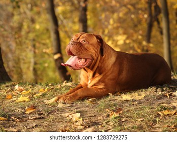 Dogue De Bordeaux Dog