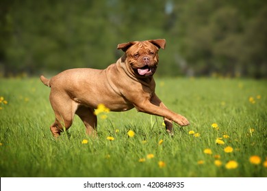 Dogue de Bordeaux dog runs on the grass - Powered by Shutterstock