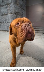 Dogue De Bordeaux Dog Spring	
