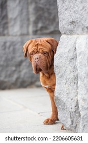 Dogue De Bordeaux Dog Spring	
