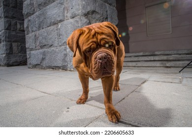 Dogue De Bordeaux Dog Spring	
