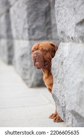 Dogue De Bordeaux Dog Spring	
