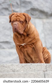 Dogue De Bordeaux Dog Spring	
