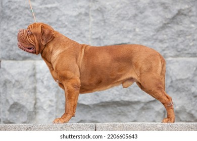 Dogue De Bordeaux Dog Spring	
