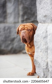 Dogue De Bordeaux Dog Spring	
