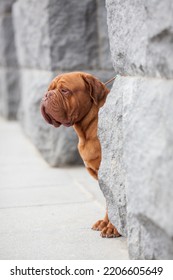 Dogue De Bordeaux Dog Spring	
