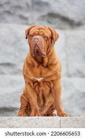 Dogue De Bordeaux Dog Spring	
