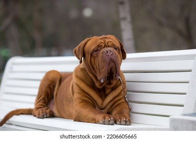 Dogue De Bordeaux Dog Spring	
