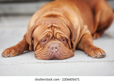 Dogue De Bordeaux Dog Spring	
