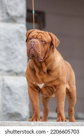 Dogue De Bordeaux Dog Spring	
