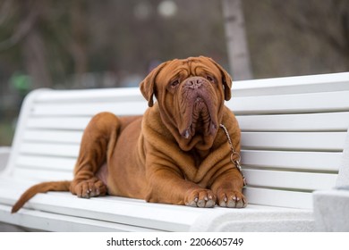 Dogue De Bordeaux Dog Spring	
